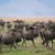 Friday Photo: Blue Wildebeest IMG 8922b edited 1 w960 h600 50x50 Friday Photo: Unexpected Visitors