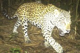 Fieldwork Interview: The Crees Foundation Jaguar W960 H6001
