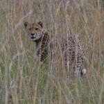Friday Photo: Cheetah