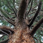 Trees for Cities