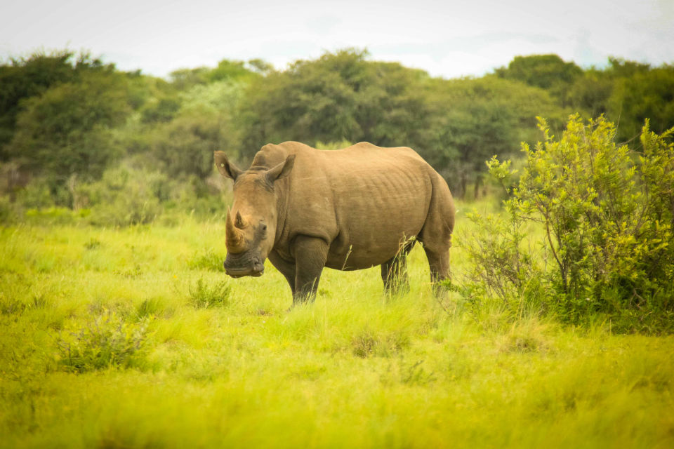 Does Swaziland Hold the Secret to Tackling Rhino Poaching? – Dr. James  Borrell